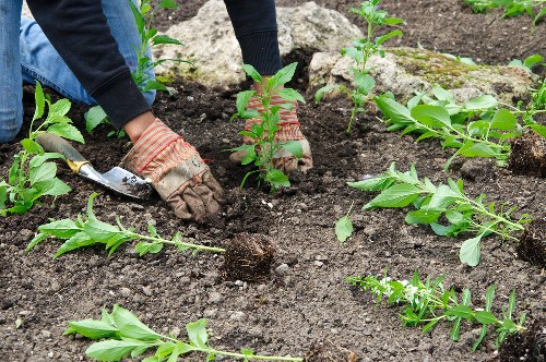 Landscaping design in Barnes