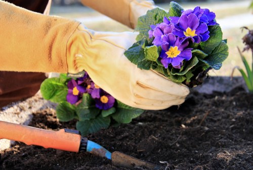 Healthy trees and shrubs being pruned by expert in Beckton garden