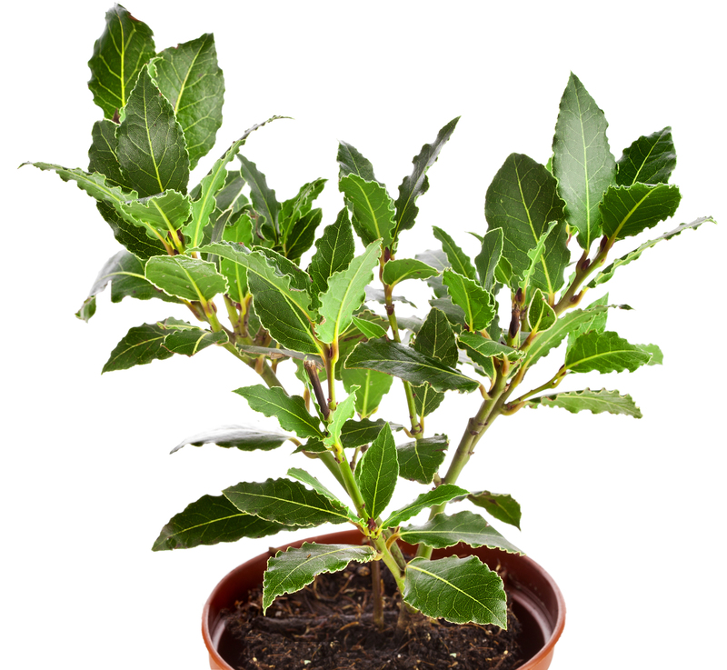Garden clippings and branches ready for processing