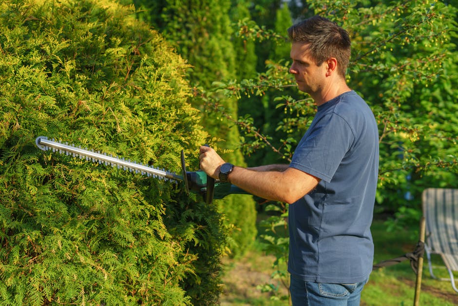 A man in a navy blue t-shirt and jeans trims a dense, green evergreen shrub with hedge shears during daylight in a well-maintained garden. The shrub has a lush, textured appearance with small, needle-