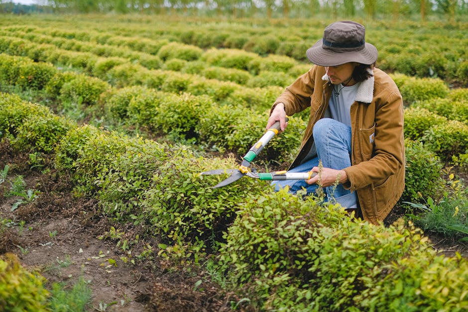 A man in a navy blue t-shirt and jeans trims a dense, green evergreen shrub with hedge shears during daylight in a well-maintained garden. The shrub has a lush, textured appearance with small, needle-